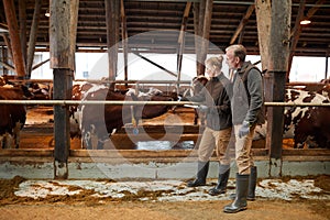 Two Workers Caring for Cows at Farm