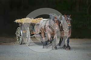 Two workhorses with cart