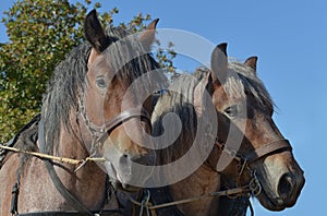 Two workhorses in portrait