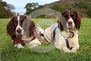 Two working english springer spaniel gundogs