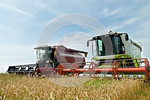 Two working harvesting combines