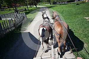 Two Working Horses