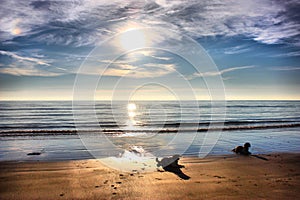 Two Working type english springer spaniel gundogs on a beach