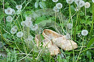 Two woven sneaker from birch