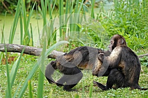 Two Wrestling Golden-bellied capuchin monkeys