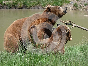 Two Wrestling Grizzly Bears