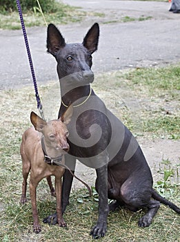 Two Xolo dogs