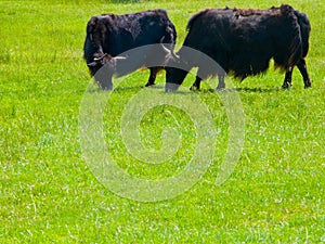 Two Yaks grazing in field