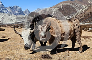 Two yaks, Nepal Himalayas mountains