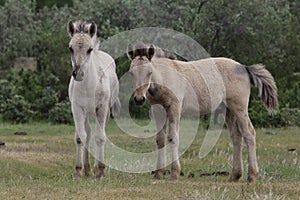 Two Yakut foal.