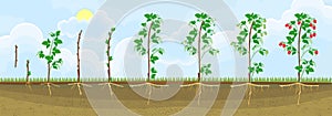 Two year life cycle of raspberry. Growth stages from propagule stem cutting to scrub with harvest of red berries