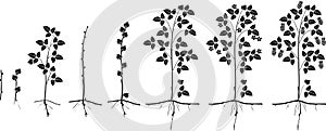 Two year life cycle of raspberry plant. Growth stages from propagule stem cutting to scrub with harvest o