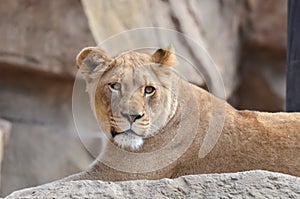 Two year old lioness