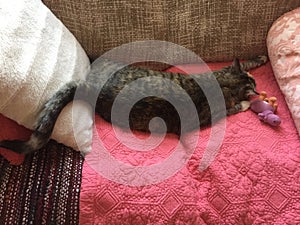 Young female cat resting with teddy on blanket