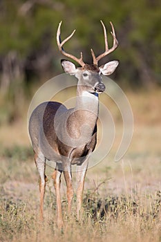 Two year old whitetail buck