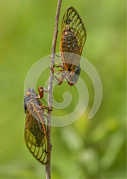 Two 17-year periodical cicadas photo