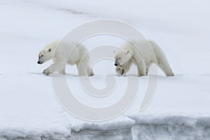 Two yearling Polar bear cubs walking, Svalbard Archipelago, Norway