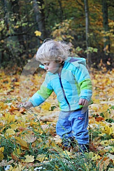 Two years old boy plucking flowers in an autumn forest