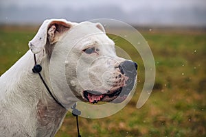 two years old dogo argentino. female dog. photo of head profile in outdore with autumn background
