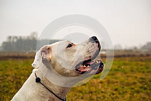 two years old dogo argentino. female dog. photo of head profile in outdore with autumn background