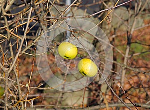 Two yellow apples