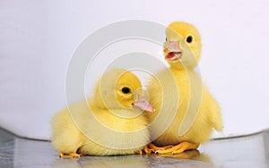 Two yellow baby ducks photo