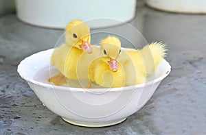 Two yellow baby ducks in a bowl