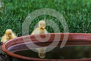 two yellow baby ducks looks in the water bowl