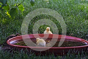 two yellow baby ducks at a water bowl