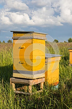 Two yellow beehive in summer farm on green meadow with blue sky