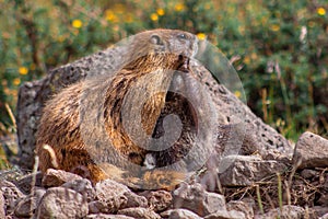 Two yellow-bellied marmots, a mother and her child, play among rocks in the Weminuche Wilderness near Creede, Colorado, USA