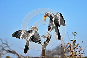 Two Yellow Billed Hornbills