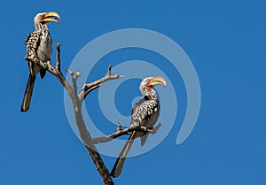 Two yellow billed hornbills sitting on branch with blue sky