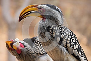 Two yellow-billed hornbills (Tockus leucomelas)