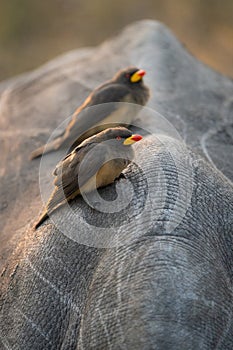 Two Yellow-billed Oxpecker sitting on a rhino\'s back in golden light.