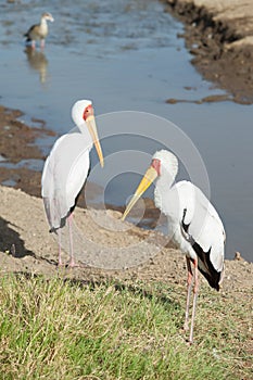 Two Yellow-billed storks