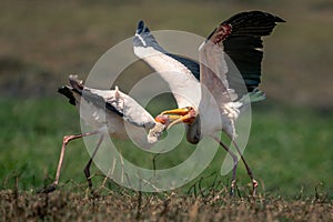 Two yellow-billed storks fight on grassy floodplain