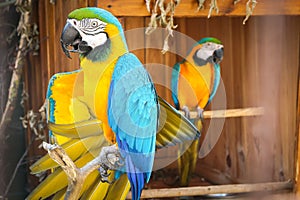 Two yellow-blue parrots. Zoo.