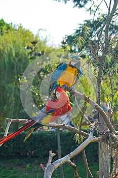 Two Yellow Blue Red Ara Parrot Portrait in park