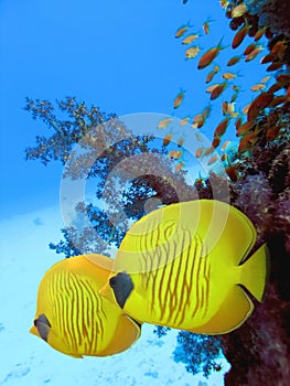 Two yellow bluecheek butterflyfish