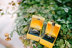 Two yellow boxes with wedding rings on a background of green plants.