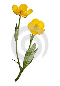 Two yellow buttercup flowers