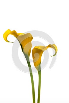 Two yellow Calla Lilies