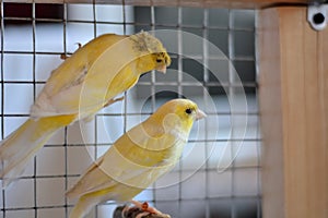 Two Yellow Canaries In A Cage