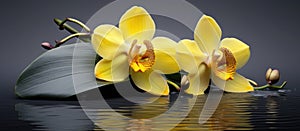 Two yellow cattleya orchids float on water, showcasing their vibrant petals