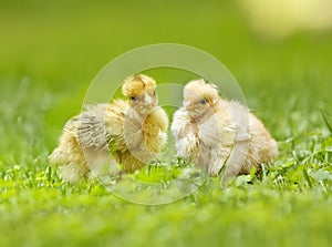 two yellow chicken, young chicken, broilers
