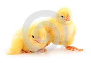 Two yellow chicks