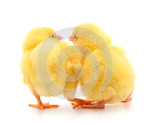 Two yellow chicks