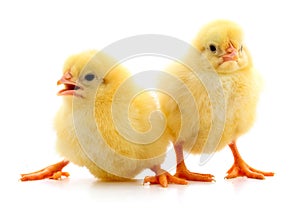 Two yellow chicks photo
