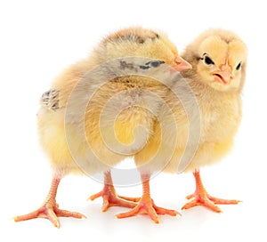 Two yellow chicks
